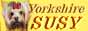 yorkshire susy